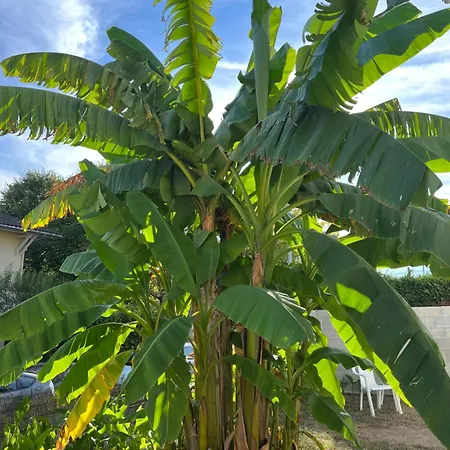 Hébergement de vacances Des Palmiers